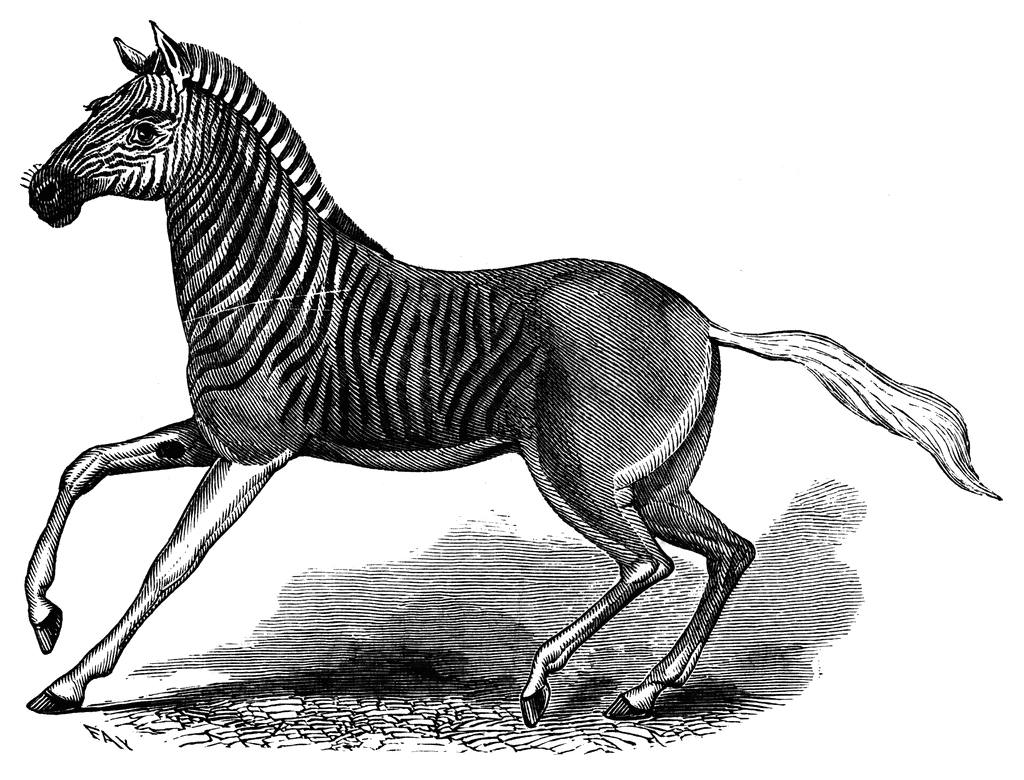 Quagga clipart