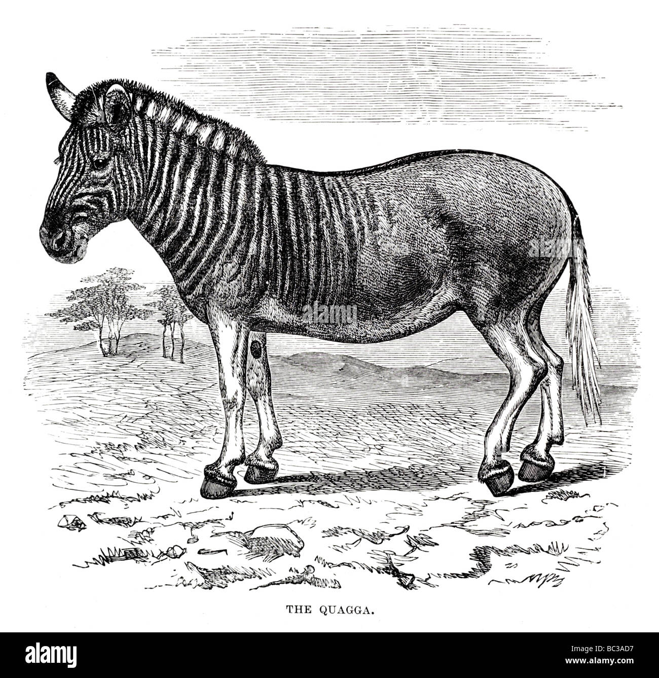 Extinct cape quagga hi