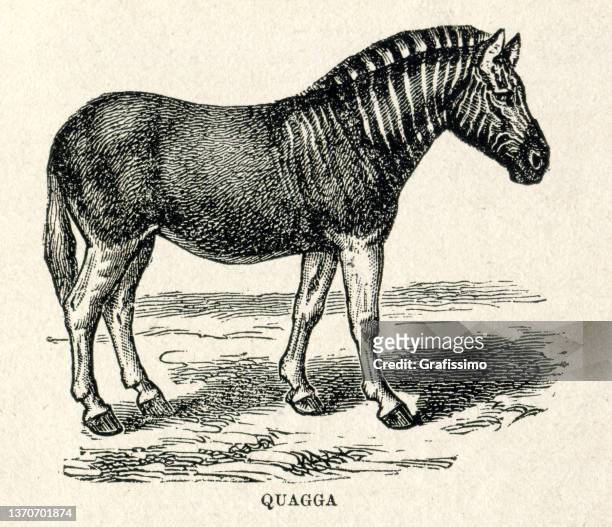 Quagga drawing stock photos high