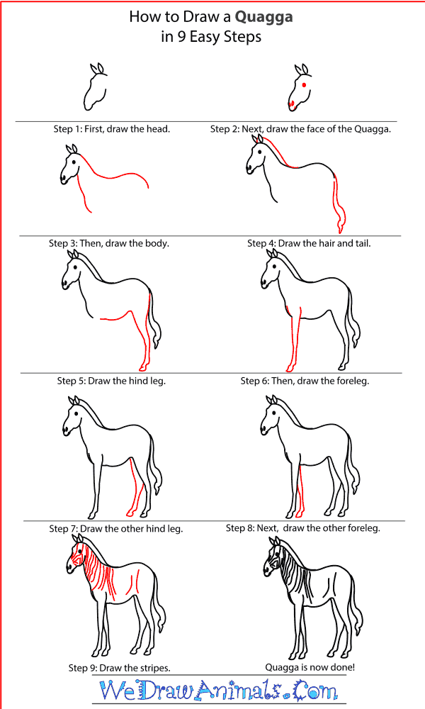 How to draw a quagga