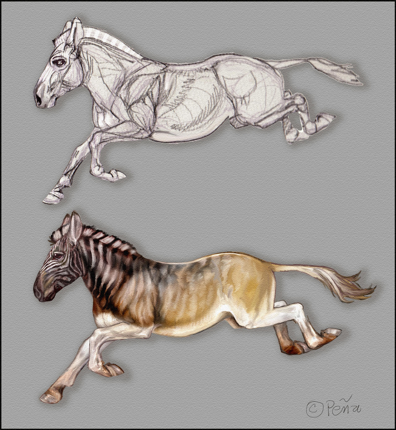 Quagga by reptangle on