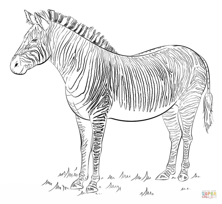 Zebra coloring page free printable coloring pages