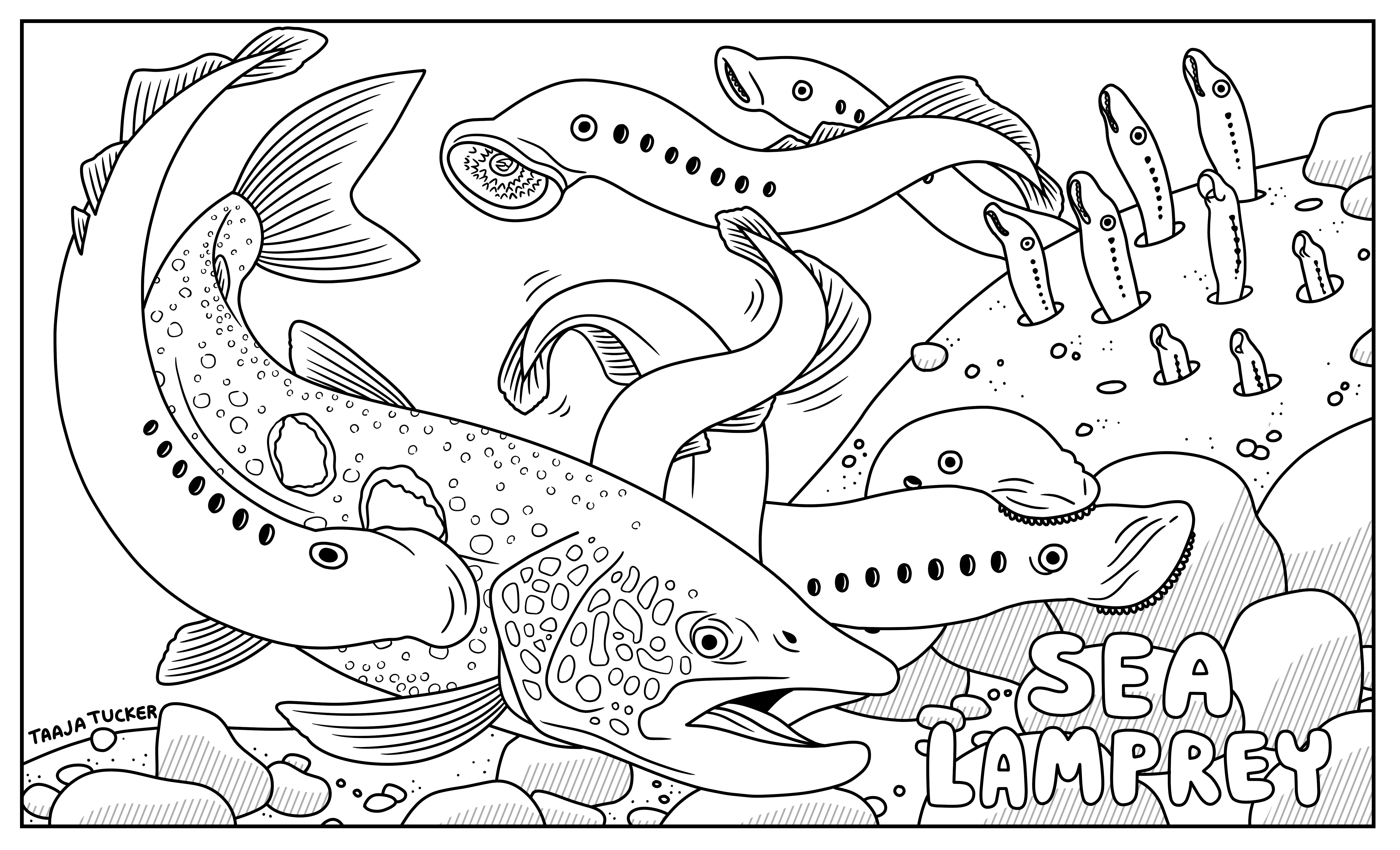 Coloring sheets â taaja tucker