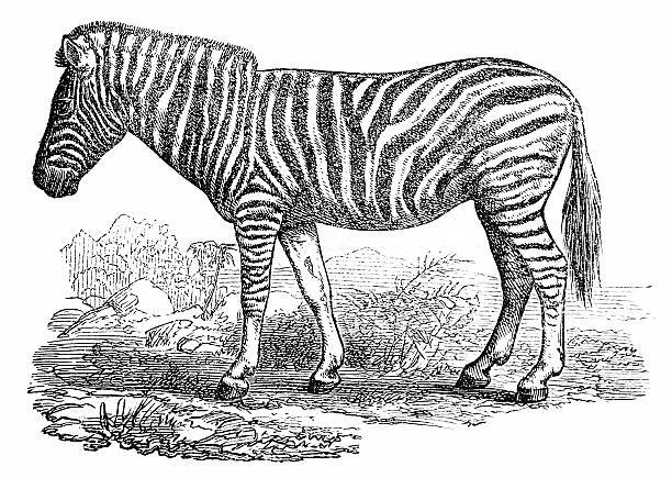 Plains zebra stock illustration