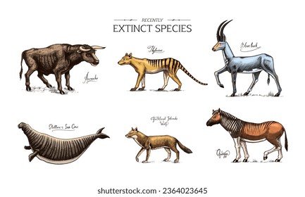 Quagga over royalty