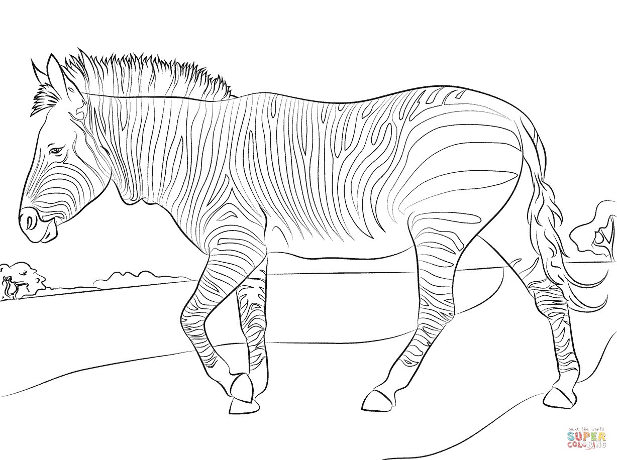 Mountain zebra coloring page free printable coloring pages