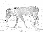 Quagga zebra coloring page free printable coloring pages