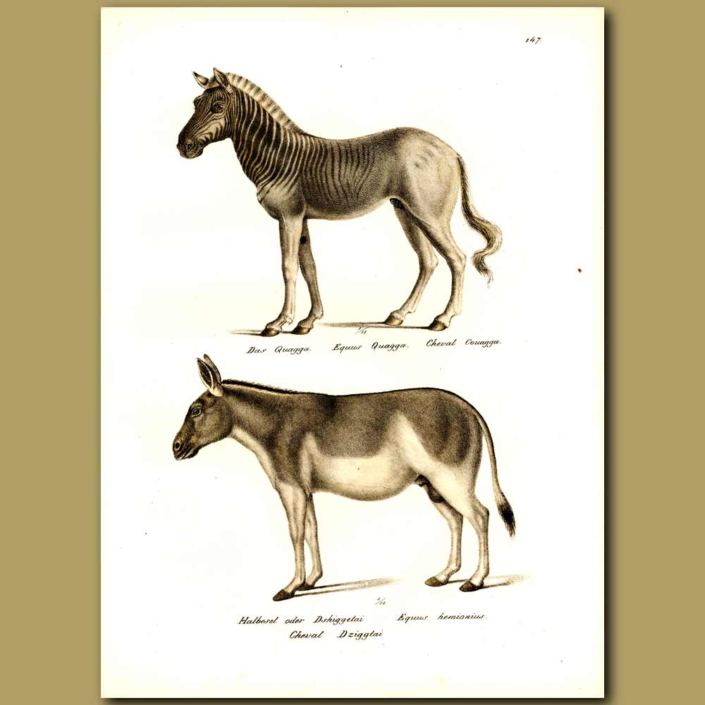 Quagga an extinct species of zebra and burro genuine antique print for sale