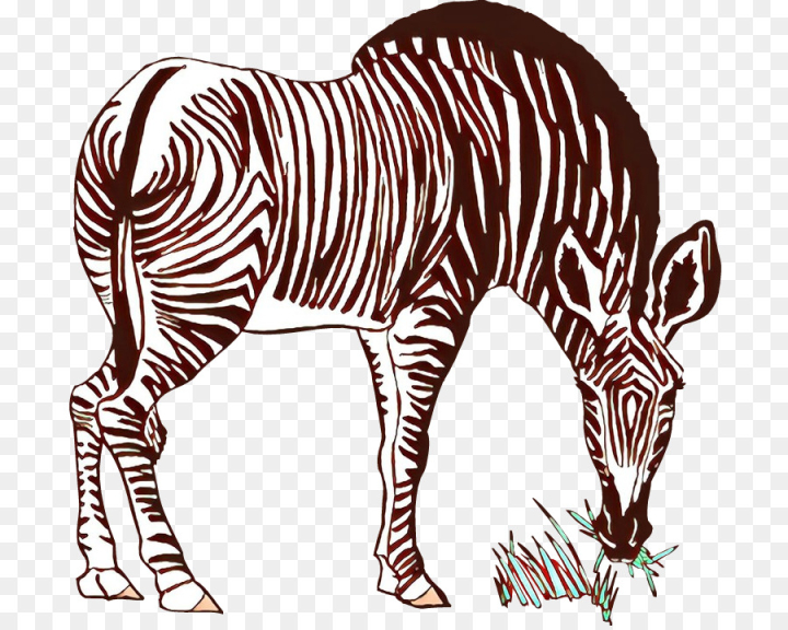 Free cat quagga mammal vertebrate zebra png