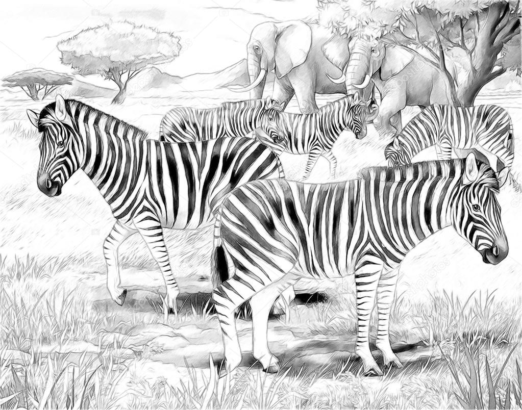 Safari