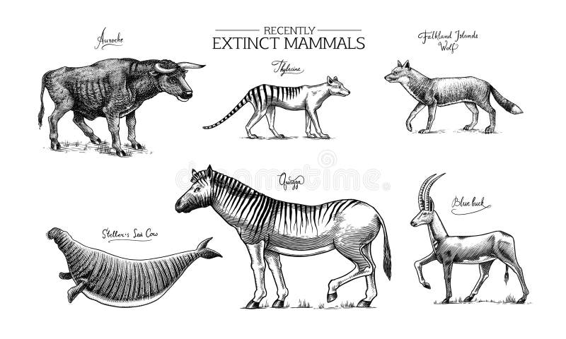 Extinct species wild mammal animals and birds tasmanian wolf quagga aurochs blue antelope steller s sea cow stock vector