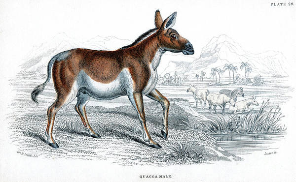 Engraving of a quagga c art print by print collector