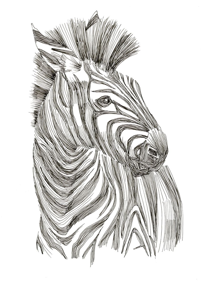 Zebra equus quagga poster picture metal print paint by tien wen wu