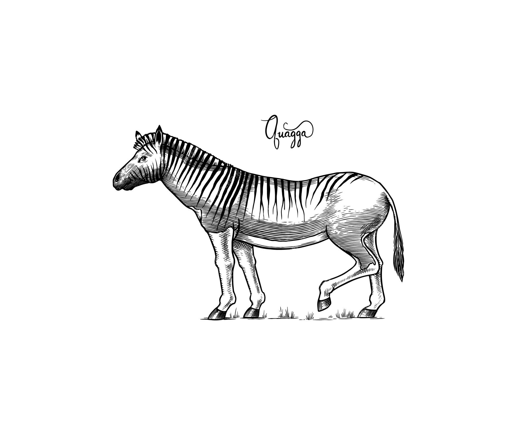 Premium vector quagga extinct mammal animal plains zebra engraved hand drawn vector illustration in woodcut graphic
