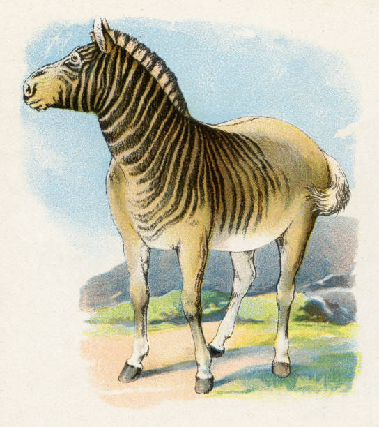 Quagga extinct stock illustrations royalty