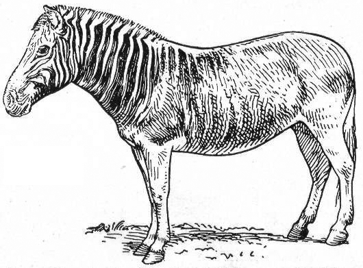 Quagga equus quagga quagga