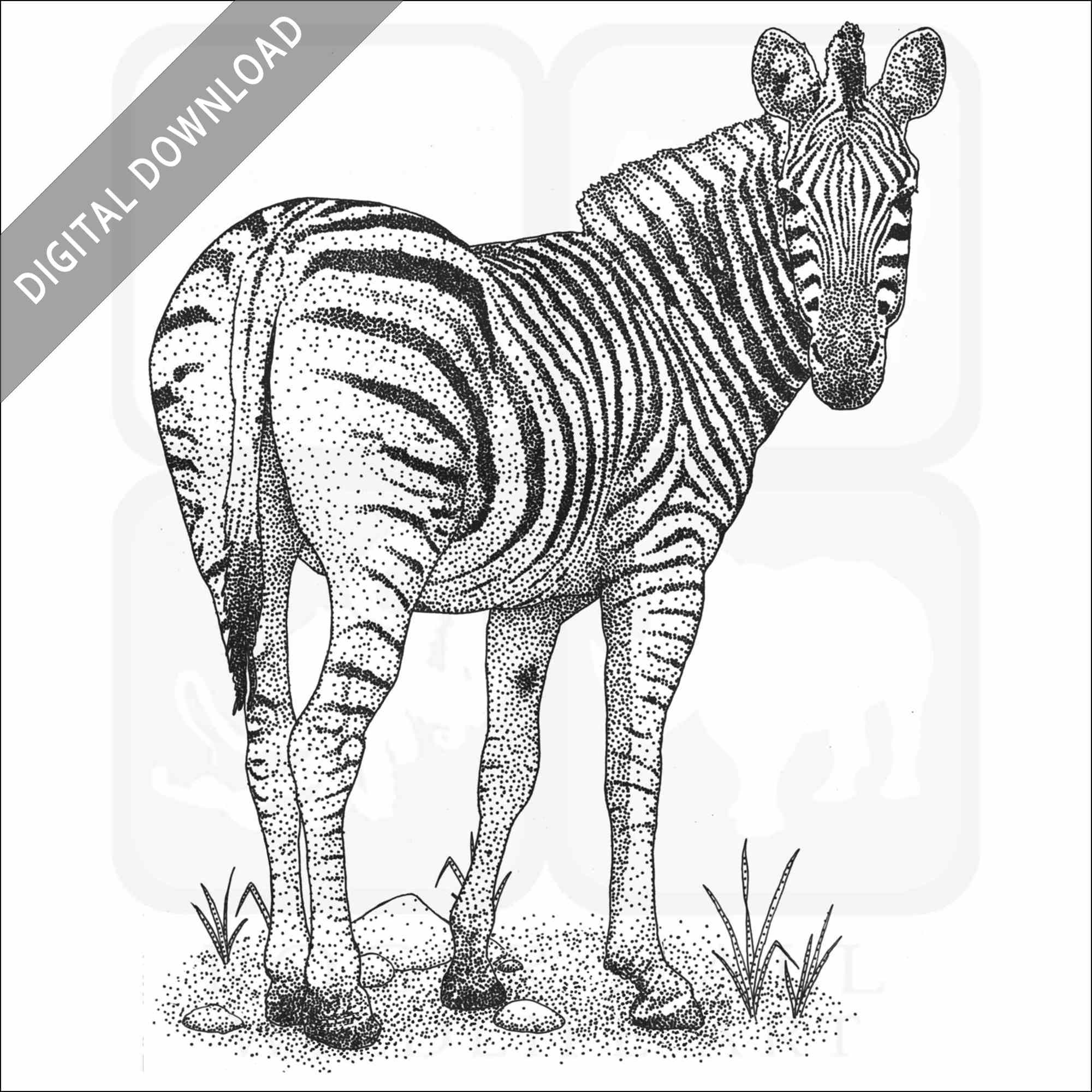 Stock art drawing of a burchells zebra