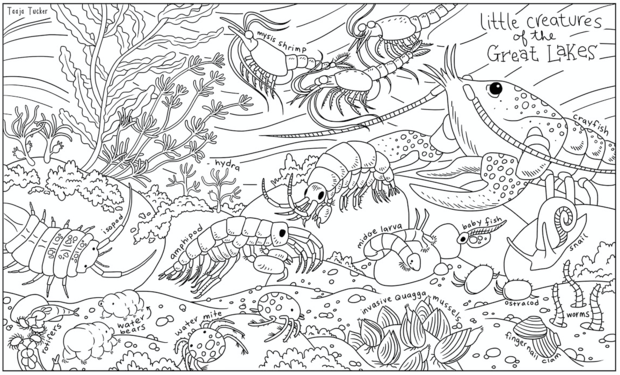 Color chicagos smallest inhabitants on these cool coloring book pages