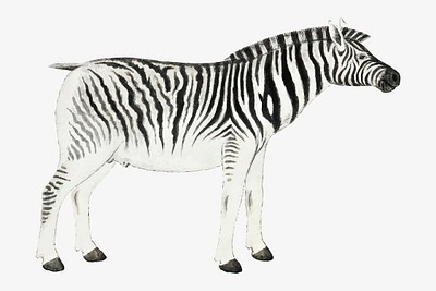 Equus quagga burchellii plains zebra free photo illustration