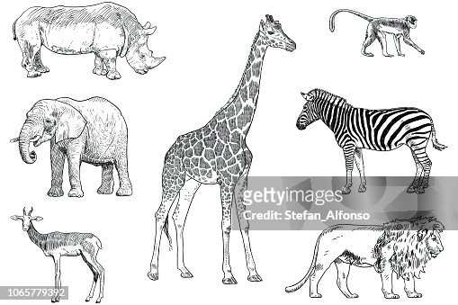 Zebra drawing stock photos high