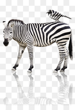 Quagga png