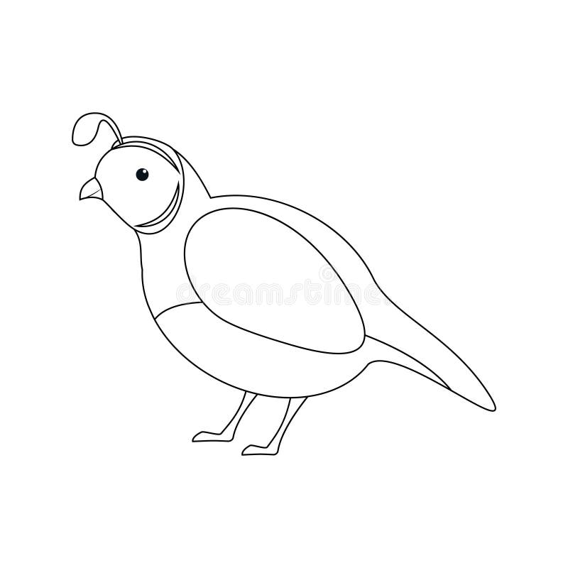 Outline cartoon quail isolated on white background coloring page stock vector