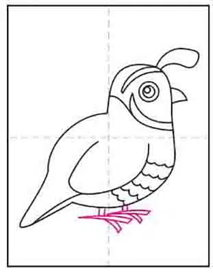 Easy how to draw a quail tutorial and quail coloring page