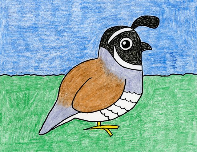 Draw the california quail state bird art projects for kids