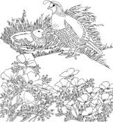 Quails coloring pages free coloring pages
