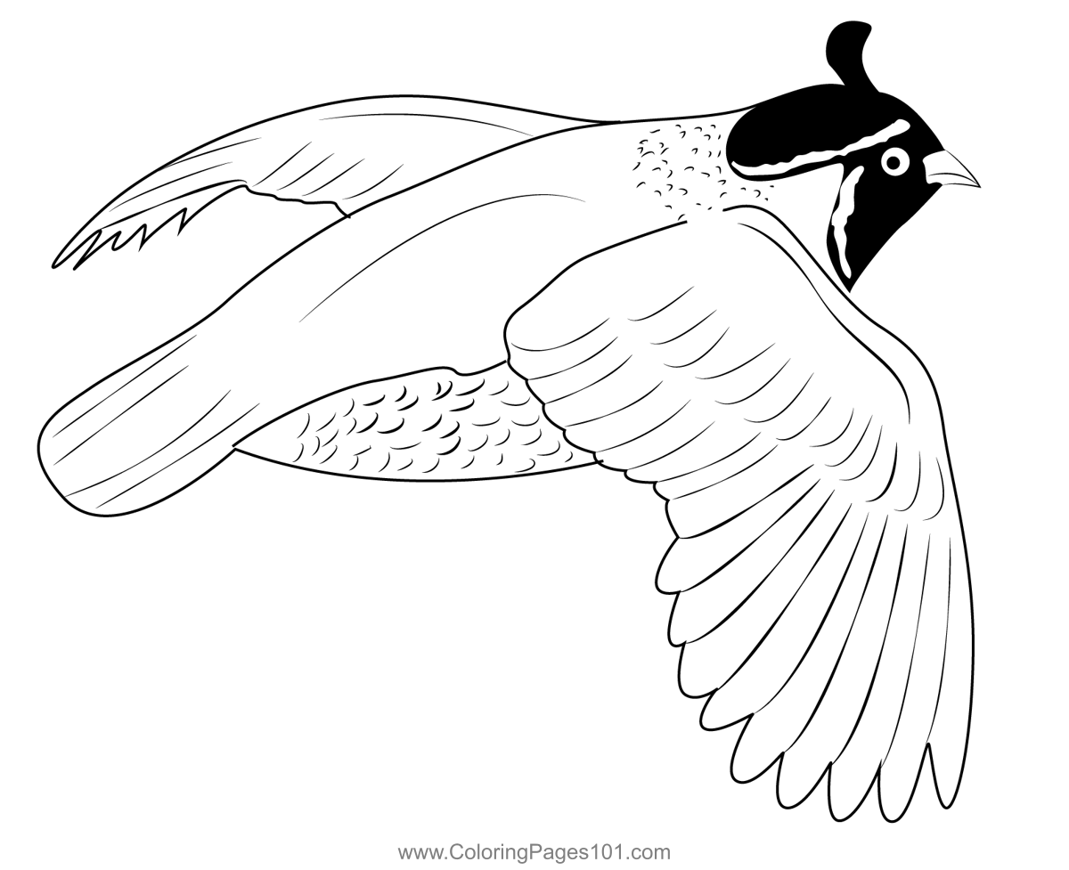 California quail flight coloring page for kids