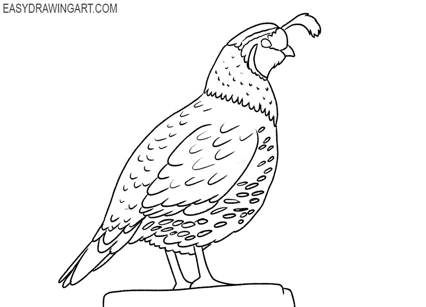 How to draw a quail