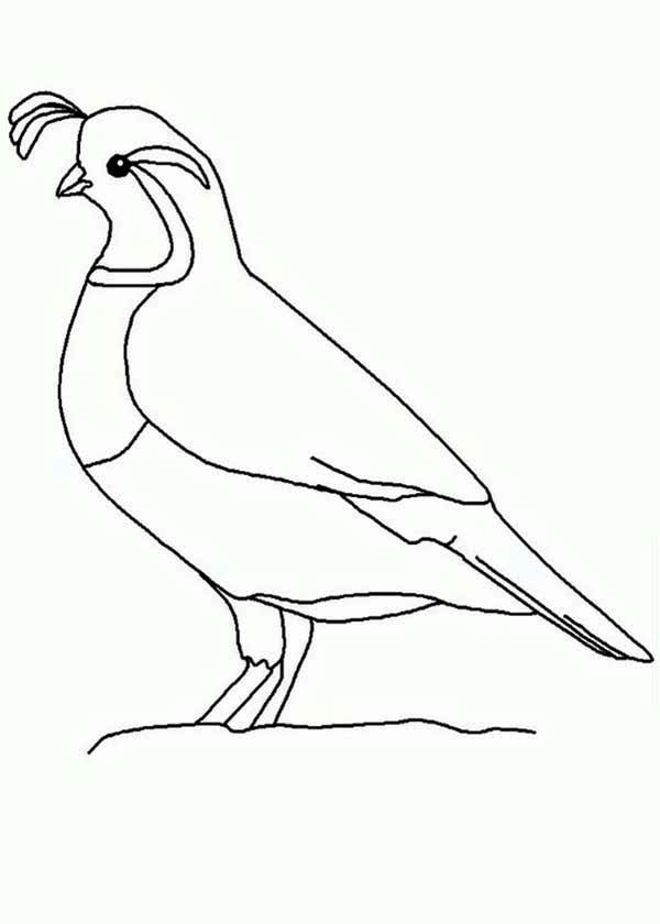Quail outline coloring page bird drawings bird art quail