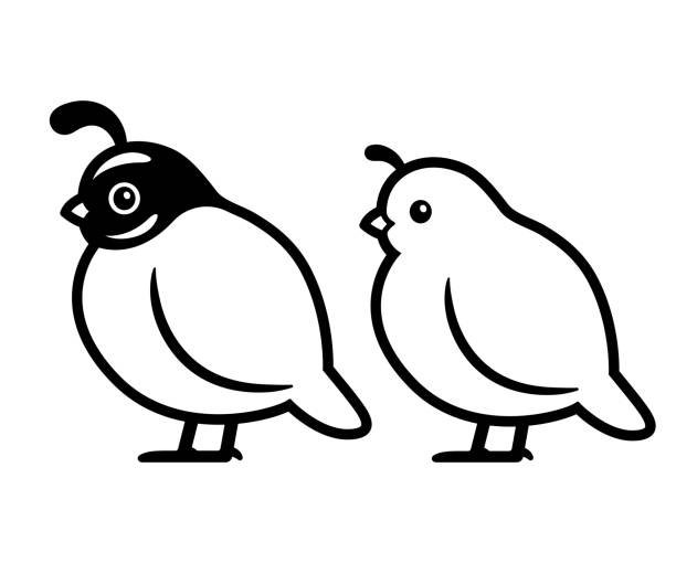 Male and female california quail drawing stock illustration
