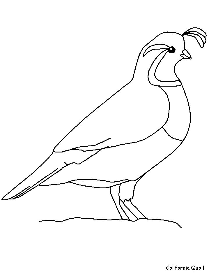 For sale bird coloring pages coloring pages quail