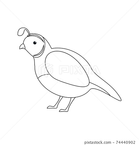 Outline cartoon quail isolated on white