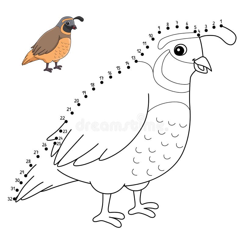 Quail colouring page stock illustrations â quail colouring page stock illustrations vectors clipart