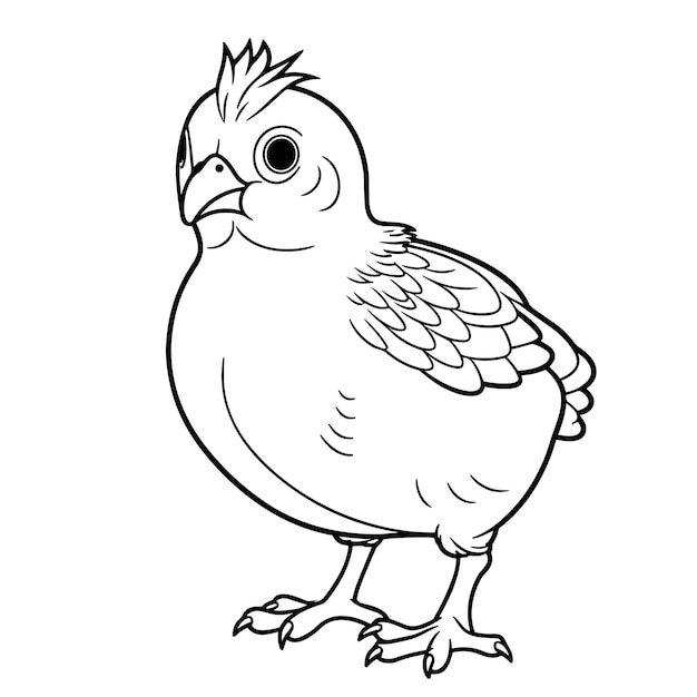 Premium vector quail coloring pages for kid