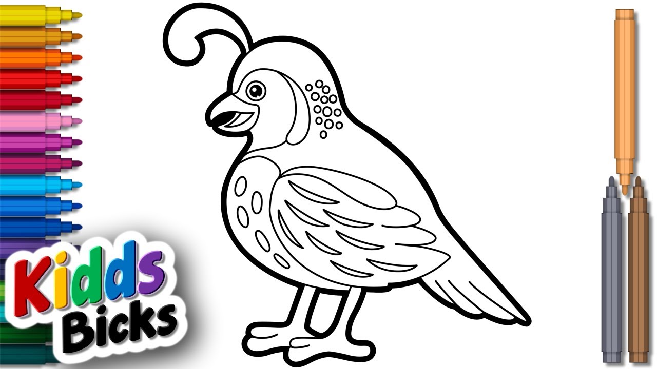 How to draw a quail bird easy step by step for kids
