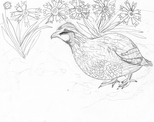 Bird pages â printable pages