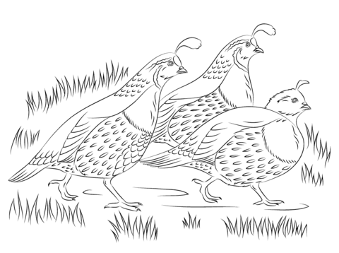 California quails coloring page free printable coloring pages