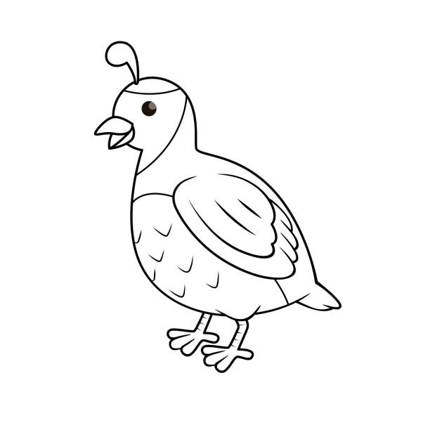 Vector illustration of quail isolated on white background for kids coloring book stock illustration