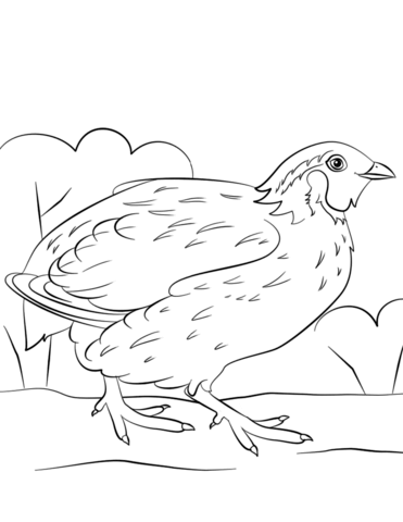 Bobwhite quail coloring page free printable coloring pages