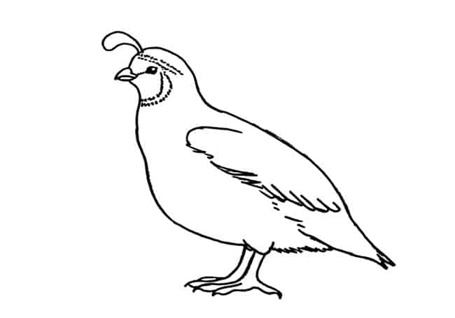 How to draw a quail step by step â easy animals draw