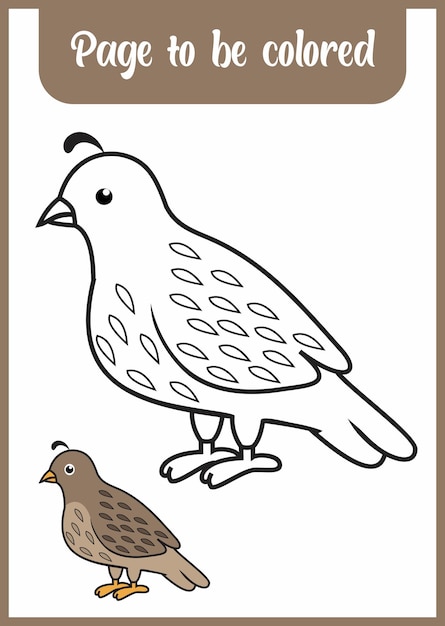 Premium vector coloring book for kids coloring quail for kids