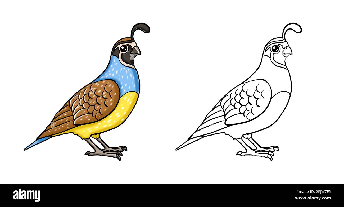 Quail cartoon hi