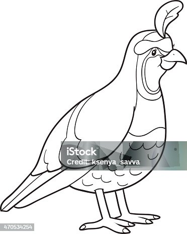 Little quail coloring book stock illustrations royalty