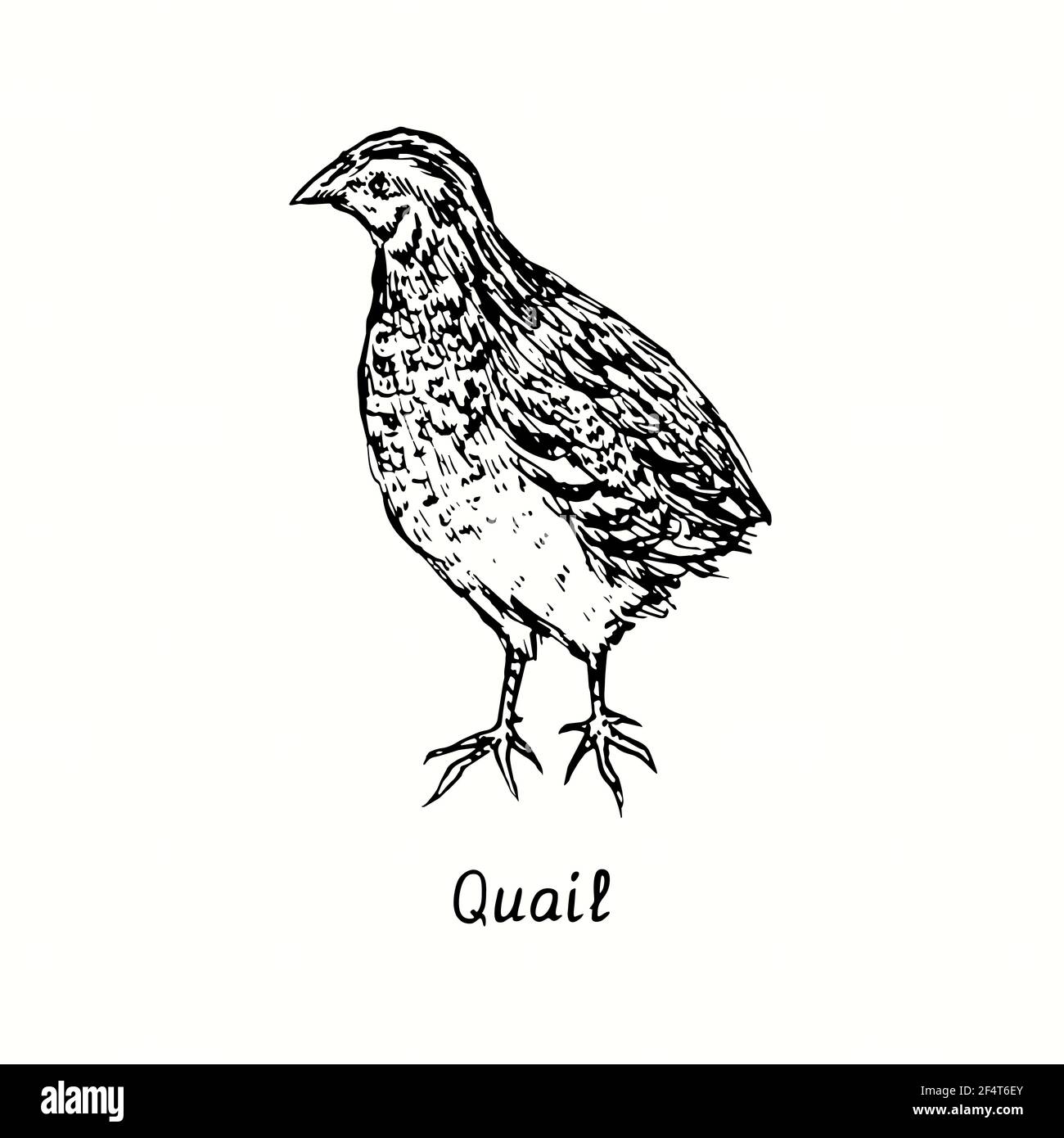 Quail drawing hi