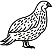 Quails coloring pages free coloring pages