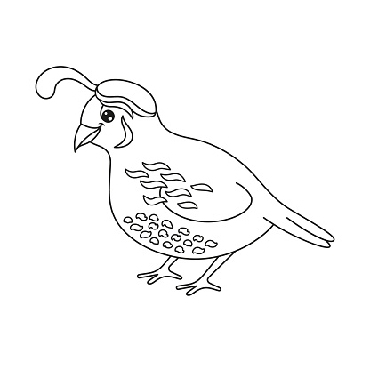Cute quail outline drawing coloring page stock illustration