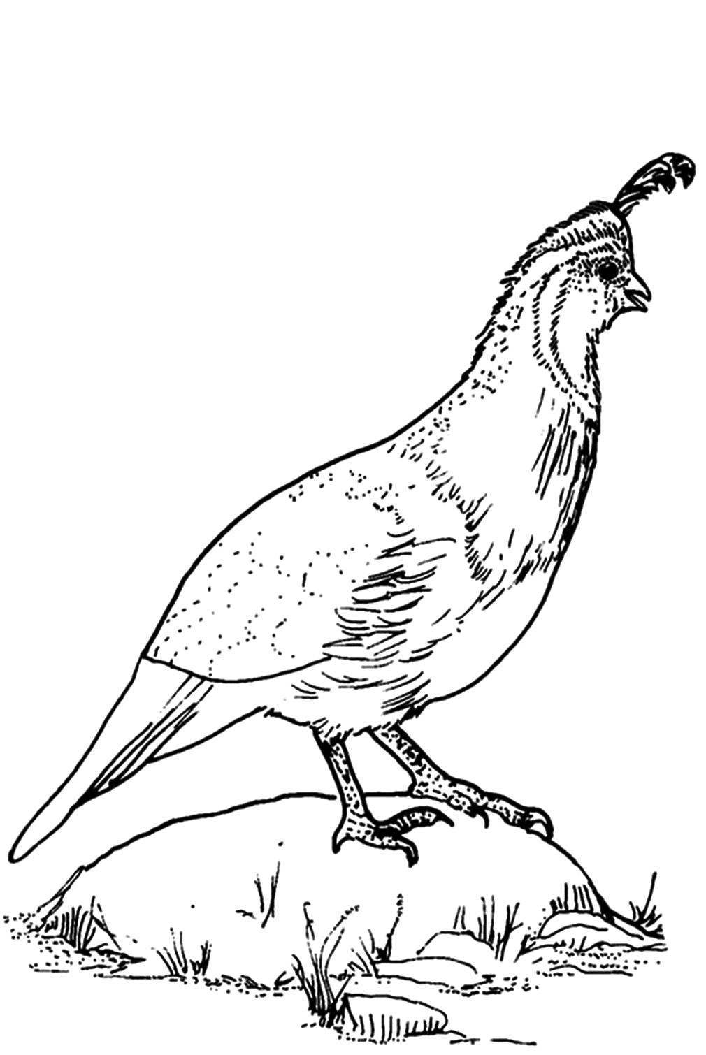 Quail coloring pages